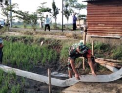 Babinsa Turun Sawah, Pompanisasi Jadi Harapan Baru Petani Patihan