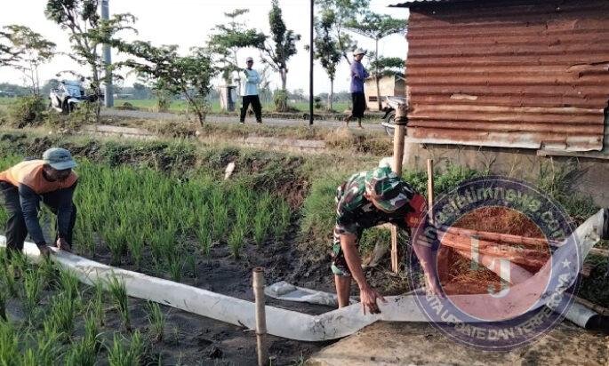 Babinsa Turun Sawah, Pompanisasi Jadi Harapan Baru Petani Patihan
