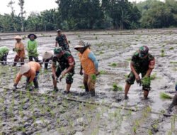Dukung Swasembada Pangan, Babinsa Bantu Tanam Padi Petani