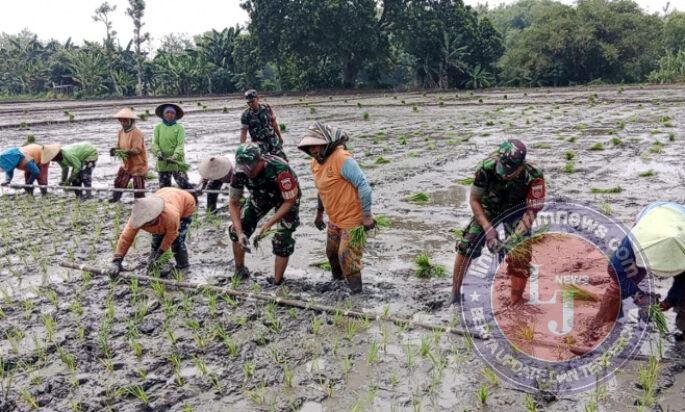 Dukung Swasembada Pangan, Babinsa Bantu Tanam Padi Petani