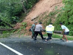 Sigap Atasi Bencana Pohon Tumbang, Babinsa Koramil 0801/03 Pacitan Himbau Warga Untuk Waspada
