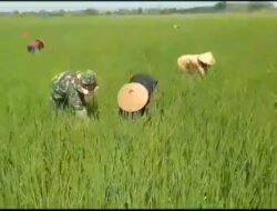 Babinsa Turun Tangan Bantu Petani Basmi Gulma Padi