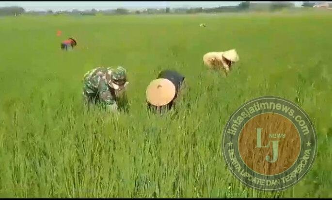 Babinsa Turun Tangan Bantu Petani Basmi Gulma Padi