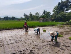 Dari Sawah untuk Negeri, Babinsa Kedondong Dampingi Petani Tanam Padi