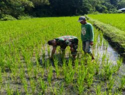 Tingkatkan Produksi Pangan, Babinsa Kodim Ponorogo Bantu Petani Bersihkan Gulma Tanaman Padi