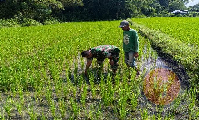 Tingkatkan Produksi Pangan, Babinsa Kodim Ponorogo Bantu Petani Bersihkan Gulma Tanaman Padi