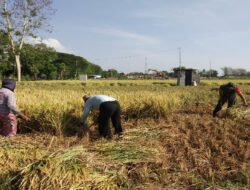 Di Tengah Hamparan Padi Menguning, Babinsa Sumberejo Dampingi Petani Panen Raya