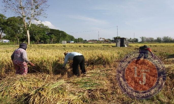 Di Tengah Hamparan Padi Menguning, Babinsa Sumberejo Dampingi Petani Panen Raya