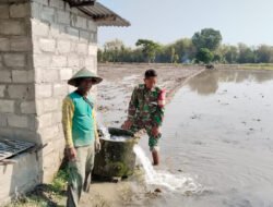 Di Balik Seragam Loreng, Babinsa Mojorejo Rawat Padi Demi Swasembada Pangan