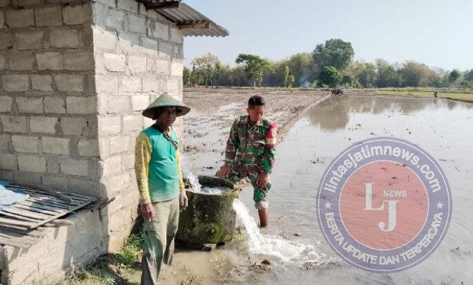 Di Balik Seragam Loreng, Babinsa Mojorejo Rawat Padi Demi Swasembada Pangan