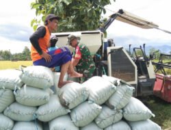 Percepat Proses Panen, Babinsa Kodim Ponorogo Bantu Petani Angkut Padi