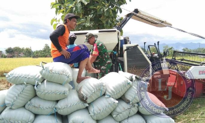 Percepat Proses Panen, Babinsa Kodim Ponorogo Bantu Petani Angkut Padi