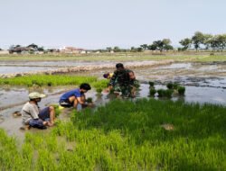 Langkah Awal Menuju Panen, Babinsa dan Petani Balerejo Siapkan Benih Padi