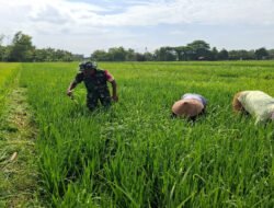 Babinsa Desa Tambakmas Bantu Petani Rawat Padi dari Serangan Gulma
