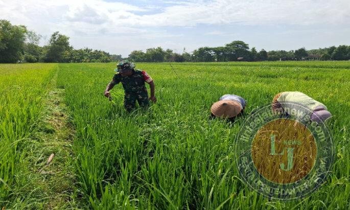 Babinsa Desa Tambakmas Bantu Petani Rawat Padi dari Serangan Gulma