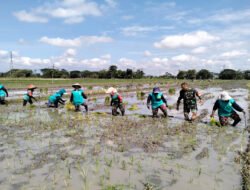 Sentuhan Hangat Babinsa Sawahan, Menyemai Harapan di Lahan Padi