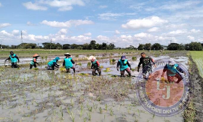 Sentuhan Hangat Babinsa Sawahan, Menyemai Harapan di Lahan Padi