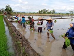 Menjejak Sawah, Menumbuhkan Harapan, Babinsa Dampingi Petani Tanam Padi