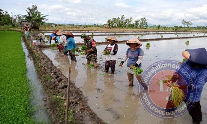 Menjejak Sawah, Menumbuhkan Harapan, Babinsa Dampingi Petani Tanam Padi