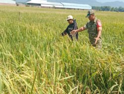 Babinsa Kodim Ponorogo Aktif Turun ke Sawah Bantu Petani