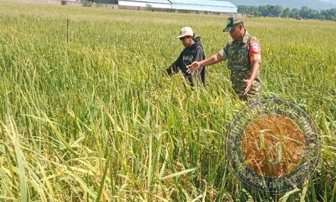 Babinsa Kodim Ponorogo Aktif Turun ke Sawah Bantu Petani