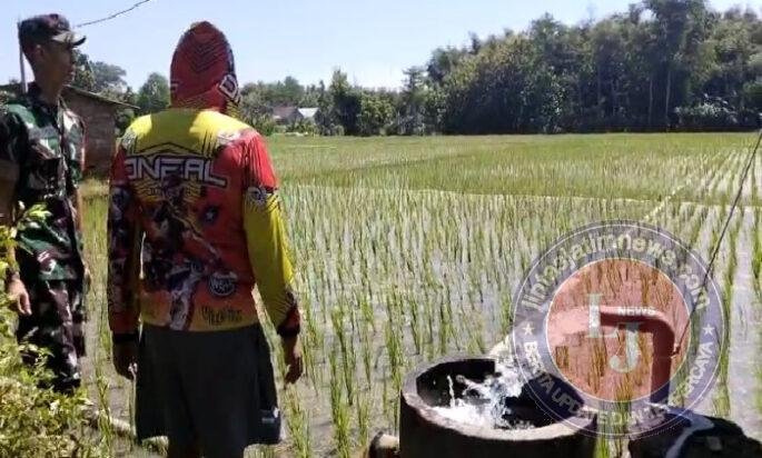 Beri Solusi Pertanian, Babinsa Balerejo Hidupkan Harapan Petani di Tengah Keterbatasan Air