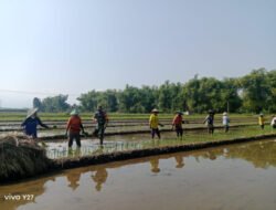 Babinsa Turun ke Sawah, Harapan Panen Petani Klorogan Ikut Tumbuh