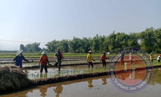 Babinsa Turun ke Sawah, Harapan Panen Petani Klorogan Ikut Tumbuh