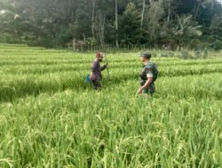 Pendampingan Petani oleh Babinsa Kodim Ponorogo Perkuat Kemandirian Pangan