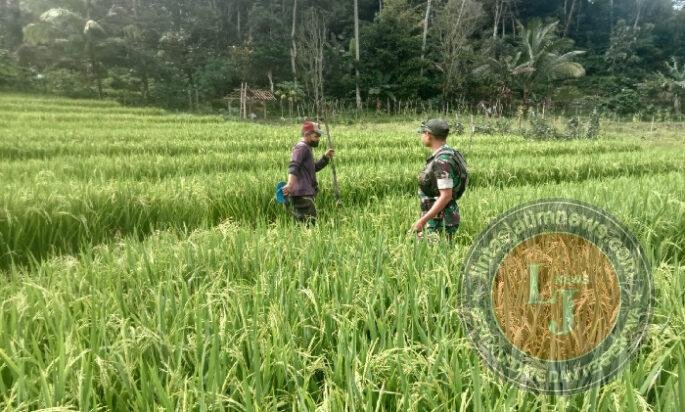 Pendampingan Petani oleh Babinsa Kodim Ponorogo Perkuat Kemandirian Pangan