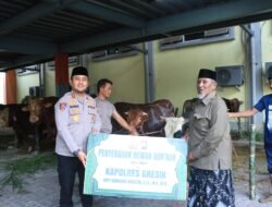 Polres Gresik Salurkan Hewan Qurban Iduladha 2026, Wujud Kepedulian dan Kebersamaan