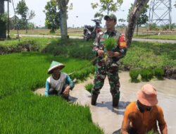 Dari Benih Harapan di Sawah Klumutan, Babinsa Dampingi Petani Siapkan Musim Tanam