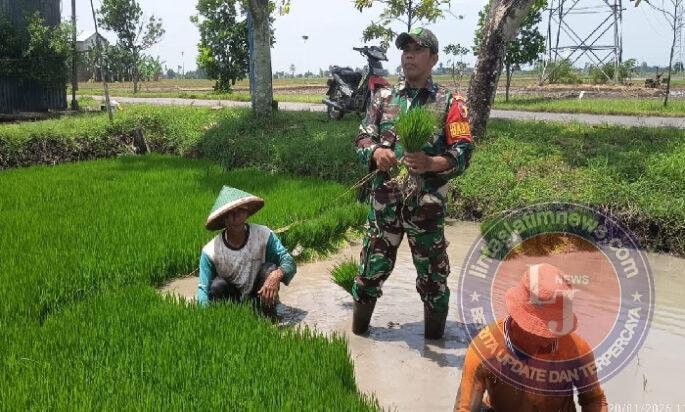 Dari Benih Harapan di Sawah Klumutan, Babinsa Dampingi Petani Siapkan Musim Tanam