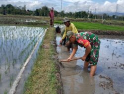 Babinsa Kodim Ponorogo Turun ke Sawah Bantu Olah Lahan Petani