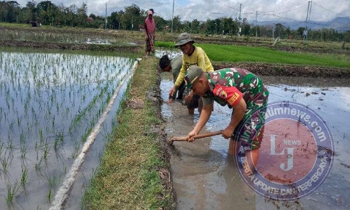 Babinsa Kodim Ponorogo Turun ke Sawah Bantu Olah Lahan Petani