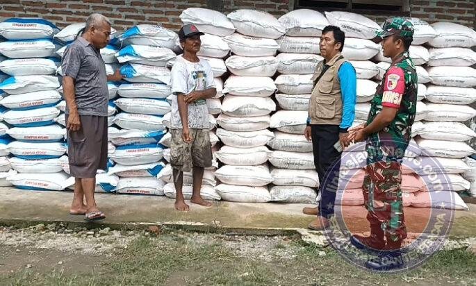 Di Balik Senyum Petani Tanjungrejo, Ada Peran Babinsa dan Penyuluh Pastikan Pupuk Tepat Sasaran