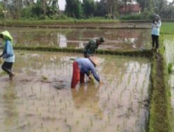 Dorong Petani Sukses, Babinsa Kodim Ponorogo Bantu Tanam Padi