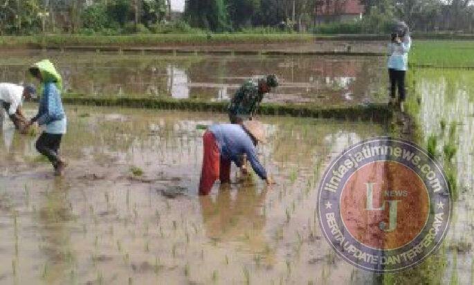 Dorong Petani Sukses, Babinsa Kodim Ponorogo Bantu Tanam Padi