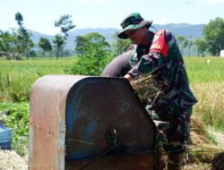 Sukseskan Ketahanan Pangan, Babinsa Koramil 0801/03 Arjosari Bantu Petani Panen Padi