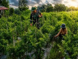 Di Tengah Terik, Babinsa Kare Turun ke Sawah Dampingi Petani Rawat Cabai