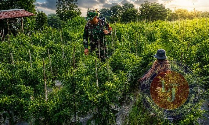 Di Tengah Terik, Babinsa Kare Turun ke Sawah Dampingi Petani Rawat Cabai
