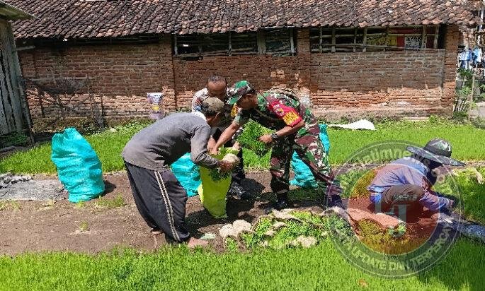 Awal Musim Tanam di Klorogan, Babinsa Klorogan Ikut Semai Bibit Padi