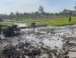 Bantu Petani Olah Sawah, Dedikasi Babinsa Kodim Ponorogo Perkuat Ketahanan Pangan Desa