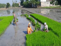 Menyemai Harapan di Sawah Sambirejo, Babinsa dan Petani Kompak Siapkan Masa Tanam