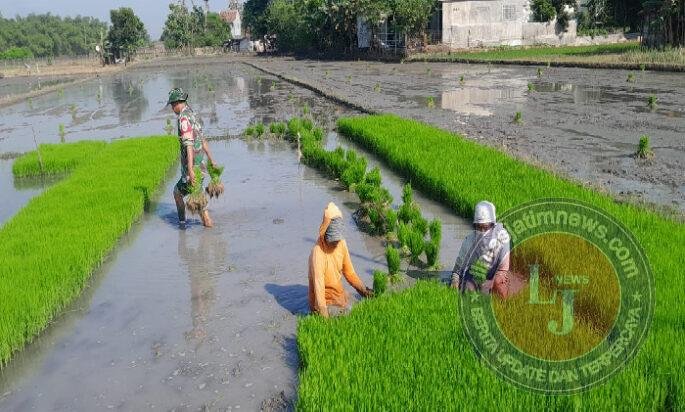 Menyemai Harapan di Sawah Sambirejo, Babinsa dan Petani Kompak Siapkan Masa Tanam