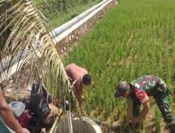 Pastikan Produktivitas Pertanian Terjaga, Babinsa Koramil 0801/03 Arjosari Lakukan Pendampingan Irigasi