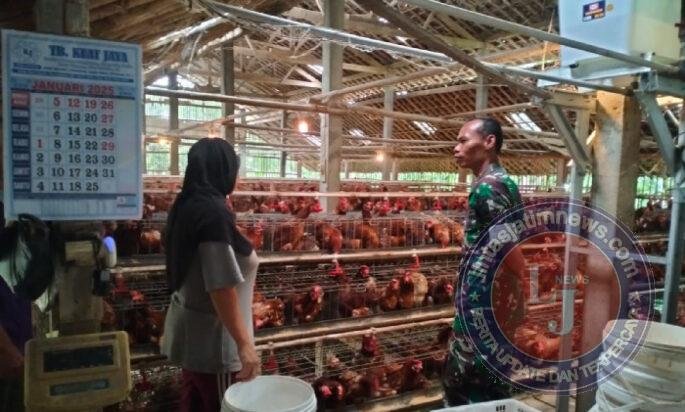 Dukung UMKM Warga, Babinsa Purwantoro Sambangi Peternak Ayam Petelur