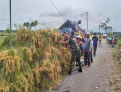 Di Balik Senyum Petani Kaibon, Ada Babinsa yang Setia Mendampingi Panen Raya