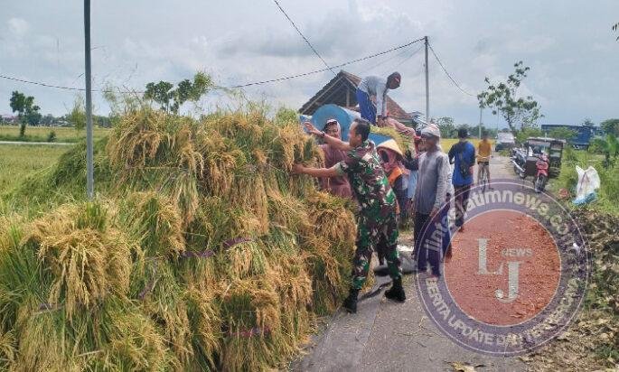 Di Balik Senyum Petani Kaibon, Ada Babinsa yang Setia Mendampingi Panen Raya