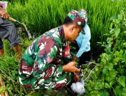 Babinsa, PPL dan Petani Ngepeh Kompak Lawan Hama Tikus Demi Selamatkan Hasil Panen